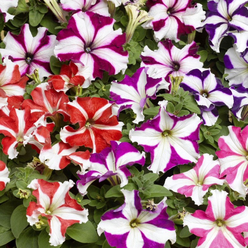 Tritunia Star Mix
